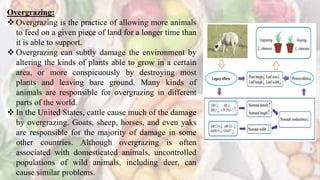 Overgrazing:
 Overgrazing is the practice of allowing more animals
to feed on a given piece of land for a longer time than
it is able to support.
 Overgrazing can subtly damage the environment by
altering the kinds of plants able to grow in a certain
area, or more conspicuously by destroying most
plants and leaving bare ground. Many kinds of
animals are responsible for overgrazing in different
parts of the world.
 In the United States, cattle cause much of the damage
by overgrazing. Goats, sheep, horses, and even yaks
are responsible for the majority of damage in some
other countries. Although overgrazing is often
associated with domesticated animals, uncontrolled
populations of wild animals, including deer, can
cause similar problems.
 