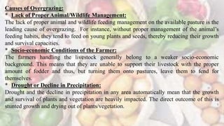 Causes of Overgrazing:
* Lack of Proper Animal/Wildlife Management:
The lack of proper animal and wildlife feeding management on the available pasture is the
leading cause of overgrazing. For instance, without proper management of the animal’s
feeding habits, they tend to feed on young plants and seeds, thereby reducing their growth
and survival capacities.
* Socio-economic Conditions of the Farmer:
The farmers handling the livestock generally belong to a weaker socio-economic
background. This means that they are unable to support their livestock with the proper
amount of fodder and thus, but turning them onto pastures, leave them to fend for
themselves.
* Drought or Decline in Precipitation:
Drought and the decline in precipitation in any area automatically mean that the growth
and survival of plants and vegetation are heavily impacted. The direct outcome of this is
stunted growth and drying out of plants/vegetation.
 