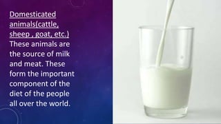 Domesticated
animals(cattle,
sheep , goat, etc.)
These animals are
the source of milk
and meat. These
form the important
component of the
diet of the people
all over the world.
 