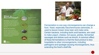Fermentation is one way microorganisms can change a
food. Yeast, especially Saccharomyces cerevisiae, is
used to leaven bread, brew beer and make wine.
Certain bacteria, including lactic acid bacteria, are used
to make yogurt, cheese, hot sauce, pickles, fermented
sausages and dishes such as kimchi. A common effect
of these fermentations is that the food product is less
hospitable to other microorganisms, including
pathogens and spoilage-causing microorganisms, thus
extending the food's shelf-life.
 