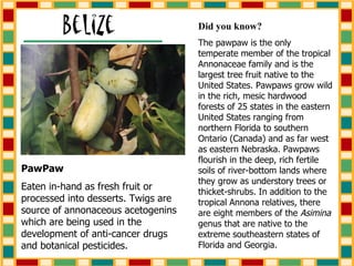 Did you know? The pawpaw is the only temperate member of the tropical Annonaceae family and is the largest tree fruit native to the United States. Pawpaws grow wild in the rich, mesic hardwood forests of 25 states in the eastern United States ranging from northern Florida to southern Ontario (Canada) and as far west as eastern Nebraska. Pawpaws flourish in the deep, rich fertile soils of river-bottom lands where they grow as understory trees or thicket-shrubs. In addition to the tropical Annona relatives, there are eight members of the  Asimina  genus that are native to the extreme southeastern states of Florida and Georgia. PawPaw Eaten in-hand as fresh fruit or processed into desserts. Twigs are source of annonaceous acetogenins which are being used in the development of anti-cancer drugs and botanical pesticides.  