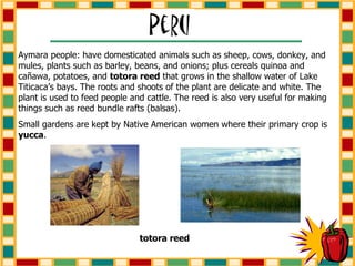 Aymara people: have domesticated animals such as sheep, cows, donkey, and mules, plants such as barley, beans, and onions; plus cereals quinoa and ca ñ awa, potatoes, and  totora reed  that grows in the shallow water of Lake Titicaca’s bays. The roots and shoots of the plant are delicate and white. The plant is used to feed people and cattle. The reed is also very useful for making things such as reed bundle rafts (balsas).  Small gardens are kept by Native American women where their primary crop is  yucca . totora reed 
