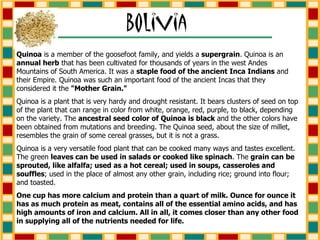 Quinoa  is a member of the goosefoot family, and yields a  supergrain . Quinoa is an  annual herb  that has been cultivated for thousands of years in the west Andes Mountains of South America. It was a  staple food of the ancient Inca Indians  and their Empire. Quinoa was such an important food of the ancient Incas that they considered it the  "Mother Grain." Quinoa is a plant that is very hardy and drought resistant. It bears clusters of seed on top of the plant that can range in color from white, orange, red, purple, to black, depending on the variety. The  ancestral seed color of Quinoa is black  and the other colors have been obtained from mutations and breeding. The Quinoa seed, about the size of millet, resembles the grain of some cereal grasses, but it is not a grass. Quinoa is a very versatile food plant that can be cooked many ways and tastes excellent. The green  leaves can be used in salads or cooked like spinach . The  grain can be sprouted, like alfalfa; used as a hot cereal; used in soups, casseroles and souffles ; used in the place of almost any other grain, including rice; ground into flour; and toasted.  One cup has more calcium and protein than a quart of milk. Ounce for ounce it has as much protein as meat, contains all of the essential amino acids, and has high amounts of iron and calcium. All in all, it comes closer than any other food in supplying all of the nutrients needed for life. 