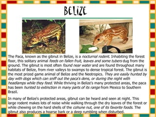 The Paca, known as the gibnut in Belize, is a  nocturnal rodent . Inhabiting the forest floor, this solitary animal  feeds on fallen fruit, leaves and some tubers  dug from the ground. The gibnut is most often  found near water  and are found throughout many habitats of Belize, from river valleys to swamps to dense tropical forest. The gibnut is the most prized game animal of Belize and the Neotropics.  They are easily hunted by day with dogs which can sniff out the paca's dens, or during the night with headlamps while they feed . While thriving in Belize's many protected areas, the paca has been  hunted to extinction in many parts of its range  from Mexico to Southern Brazil.  In many of Belize's protected areas, gibnut can be heard and seen at night. This large rodent makes lots of noise while walking through the dry leaves of the forest or while chewing on the hard shells of the  cohune nut, one of its favorite foods . The gibnut also produces a hoarse bark or a deep rumbling when disturbed. 