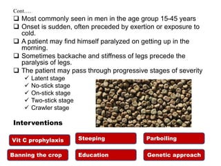 Cont….
 Most commonly seen in men in the age group 15-45 years
 Onset is sudden, often preceded by exertion or exposure to
cold.
 A patient may find himself paralyzed on getting up in the
morning.
 Sometimes backache and stiffness of legs precede the
paralysis of legs.
 The patient may pass through progressive stages of severity
 Latent stage
 No-stick stage
 On-stick stage
 Two-stick stage
 Crawler stage
Interventions
Vit C prophylaxis Steeping
Banning the crop Education
Parboiling
Genetic approach
 