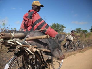 Food safety and informal markets: Animal products in sub-Saharan Africa