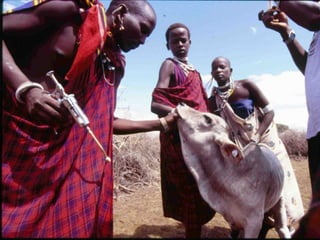 Milk, meat and fish—More than just food: Current research on food safety in sub-Saharan Africa