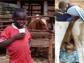 Milk, meat and fish—More than just food: Current research on food safety in sub-Saharan Africa