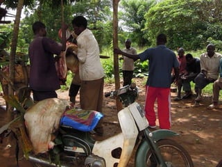 Milk, meat and fish—More than just food: Current research on food safety in sub-Saharan Africa