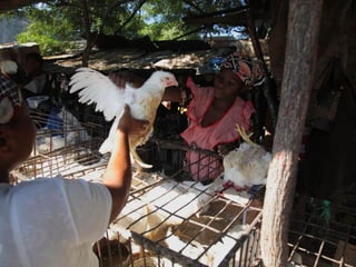 Milk, meat and fish—More than just food: Current research on food safety in sub-Saharan Africa