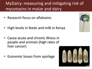 Milk, meat and fish—More than just food: Current research on food safety in sub-Saharan Africa