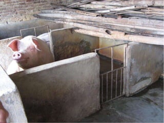 Research for agricultural approaches in farm to fork management of food safety