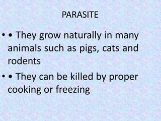PARASITE
• • They grow naturally in many
animals such as pigs, cats and
rodents
• • They can be killed by proper
cooking or freezing
 