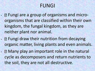 FUNGI
• Fungi are a group of organisms and micro-
organisms that are classified within their own
kingdom, the fungal kingdom, as they are
neither plant nor animal.
• Fungi draw their nutrition from decaying
organic matter, living plants and even animals.
• Many play an important role in the natural
cycle as decomposers and return nutrients to
the soil, they are not all destructive.
 