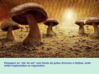 Paisagem ao "pôr do sol" com fundo de grãos diversos e feijões, onde
estão implantados os cogumelos.
 