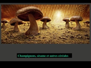 Champignons, sésame et autres céréales   