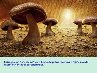 Paisagem ao "pôr do sol" com fundo de grãos diversos e feijões, onde
estão implantados os cogumelos.
 
