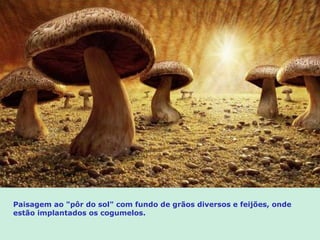 Paisagem ao  "pôr do sol" com fundo de grãos diversos  e feijões, onde estão implantados os cogumelos. 