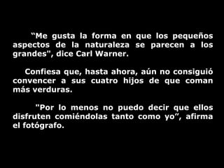 “ Me gusta la forma en que los pequeños aspectos de la naturaleza se parecen a los grandes", dice Carl Warner.  Confiesa que, hasta ahora, aún no consiguió convencer a sus cuatro hijos de que coman más verduras.  "Por lo menos no puedo decir que ellos disfruten comiéndolas tanto como yo”, afirma el fotógrafo. 
