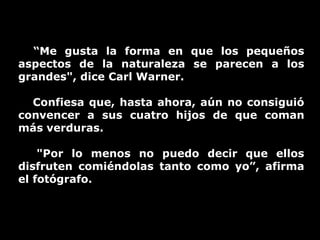 “Me gusta la forma en que los pequeños
aspectos de la naturaleza se parecen a los
grandes", dice Carl Warner.

  Confiesa que, hasta ahora, aún no consiguió
convencer a sus cuatro hijos de que coman
más verduras.

    "Por lo menos no puedo decir que ellos
disfruten comiéndolas tanto como yo”, afirma
el fotógrafo.
 