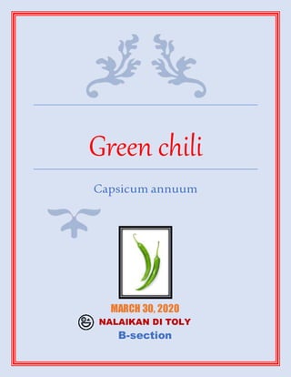Green chili
Capsicum annuum
MARCH 30, 2020
NALAIKAN DI TOLY
B-section
 