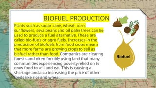 15
BIOFUEL PRODUCTION
Plants such as sugar cane, wheat, corn,
sunflowers, soya beans and oil palm trees can be
used to produce a fuel alternative. These are
called bio-fuels or agro fuels. Increases in the
production of biofuels from food crops means
that more farms are growing crops to sell as
biofuel rather than food. Companies are clearing
forests and often forcibly using land that many
communities experiencing poverty relied on to
grow food to sell and eat. This is causing a
shortage and also increasing the price of other
foods like rice and wheat.
 