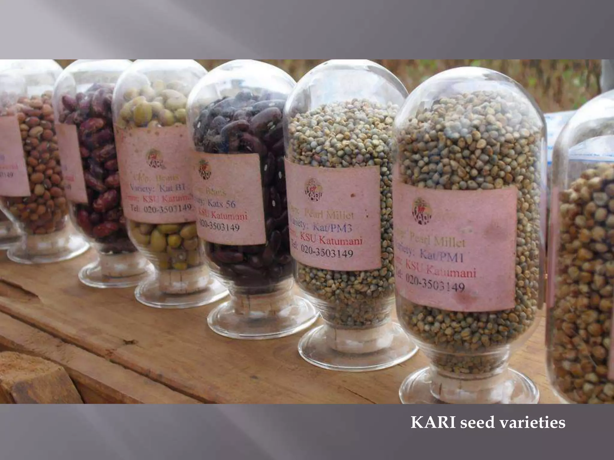 KARI seed varieties