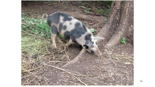 No food security without food safety: Lessons from low- and middle-income countries