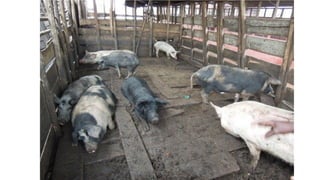 No food security without food safety: Lessons from low- and middle-income countries