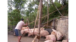 No food security without food safety: Lessons from low- and middle-income countries