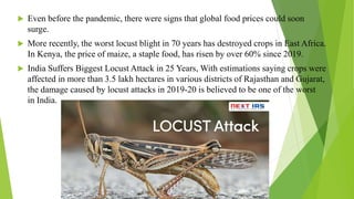  Even before the pandemic, there were signs that global food prices could soon
surge.
 More recently, the worst locust blight in 70 years has destroyed crops in East Africa.
In Kenya, the price of maize, a staple food, has risen by over 60% since 2019.
 India Suffers Biggest Locust Attack in 25 Years, With estimations saying crops were
affected in more than 3.5 lakh hectares in various districts of Rajasthan and Gujarat,
the damage caused by locust attacks in 2019-20 is believed to be one of the worst
in India.
 
