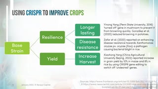 Using CRISPR to Improve Crops
January 2023. © Xeraya Capital.
15
Base
Strain
Resilience
Longer
lasting
Disease
resistance
Yield
Increase
Harvest
Yinong Yang (Penn State University, 2016)
'turned off' gene in mushroom to prevent it
from browning quickly. González et al.
(2020) reduced browning in potatoes.
Zafar et al. (2020) reported on enhancing
disease resistance towards Xanthomonas
oryzae pv. oryzae (Xoo), a pathogen
causing bacterial blight in rice.
Sources: https://www.frontiersin.org/articles/10.3389/fpls.2021.672329/full
& https://www.newscientist.com/article/2313582-rice-and-maize-yields-
boosted-up-to-10-per-cent-by-crispr-gene-editing/
Xiaohong Yang (China Agricultural
University Beijing, 2022) reported increase
in grain yield by 10% in maize and 8% in
rice by using CRISPR gene editing to
switch off 'undesired' genes.