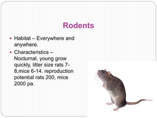 food spoilage Roddents Insects Birds.pptx