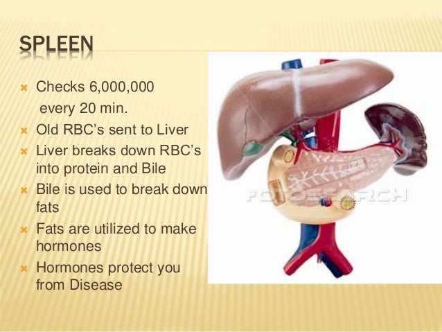What Foods Are Good For Your Pancreas And Liver What Foods Are Good For Your Pancreas And Liver