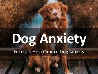 Dog Anxiety
Foods To Help Combat Dog Anxiety
 