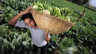 Sustainable food systems for the majority