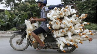 Sustainable food systems for the majority