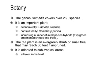  The genus Camellia covers over 260 species. 
 It is an important plant: 
 economically: Camellia sinensis 
 horticulturally: Camellia japonica 
 increasing number of interspecies hybrids (evergreen 
ornamental shrubs and trees). 
 The tea plant is an evergreen shrub or small tree 
that may reach 30 feet if unpruned. 
 It is adapted to sub-tropical areas. 
 tolerate some frost. 
 
