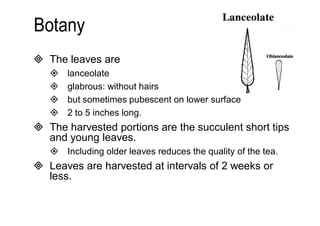  The leaves are 
 lanceolate 
 glabrous: without hairs 
 but sometimes pubescent on lower surface 
 2 to 5 inches long. 
 The harvested portions are the succulent short tips 
and young leaves. 
 Including older leaves reduces the quality of the tea. 
 Leaves are harvested at intervals of 2 weeks or 
less. 
 