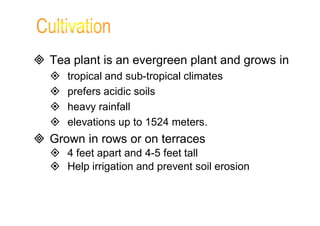  Tea plant is an evergreen plant and grows in 
 tropical and sub-tropical climates 
 prefers acidic soils 
 heavy rainfall 
 elevations up to 1524 meters. 
 Grown in rows or on terraces 
 4 feet apart and 4-5 feet tall 
 Help irrigation and prevent soil erosion 
 