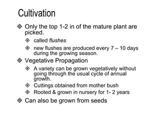  Only the top 1-2 in of the mature plant are 
picked. 
 called flushes 
 new flushes are produced every 7 – 10 days 
during the growing season. 
 Vegetative Propagation 
 A variety can be grown vegetatively without 
going through the usual cycle of annual 
growth. 
 Cuttings obtained from mother bush 
 Rooted & grown in nursery for 1- 2 years 
 Can also be grown from seeds 
 
