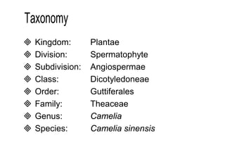  Kingdom: Plantae 
 Division: Spermatophyte 
 Subdivision: Angiospermae 
 Class: Dicotyledoneae 
 Order: Guttiferales 
 Family: Theaceae 
 Genus: Camelia 
 Species: Camelia sinensis 
 