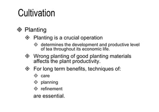  Planting 
 Planting is a crucial operation 
 determines the development and productive level 
of tea throughout its economic life. 
 Wrong planting of good planting materials 
affects the plant productivity. 
 For long term benefits, techniques of: 
 care 
 planning 
 refinement 
are essential. 
 