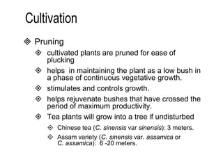  Pruning 
 cultivated plants are pruned for ease of 
plucking 
 helps in maintaining the plant as a low bush in 
a phase of continuous vegetative growth. 
 stimulates and controls growth. 
 helps rejuvenate bushes that have crossed the 
period of maximum productivity. 
 Tea plants will grow into a tree if undisturbed 
 Chinese tea (C. sinensis var sinensis): 3 meters. 
 Assam variety (C. sinensis var. assamica or 
C. assamica): 6 -20 meters. 
 