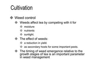 Weed control 
 Weeds affect tea by competing with it for 
 moisture 
 nutrients 
 sunlight. 
 The effect of weeds: 
 a reduction in yield. 
 as secondary hosts for some important pests. 
 The timing of weed emergence relative to the 
growth stages of tea is an important parameter 
in weed management 
 