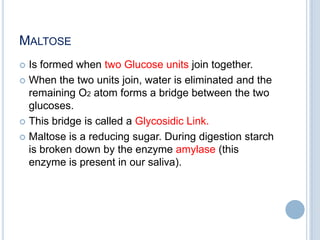 MALTOSE
 Is formed when two Glucose units join together.
 When the two units join, water is eliminated and the
remaining O2 atom forms a bridge between the two
glucoses.
 This bridge is called a Glycosidic Link.
 Maltose is a reducing sugar. During digestion starch
is broken down by the enzyme amylase (this
enzyme is present in our saliva).
 