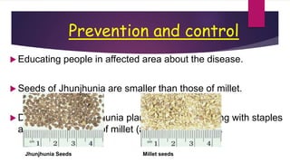 Prevention and control
 Educating people in affected area about the disease.
 Seeds of Jhunjhunia are smaller than those of millet.
 Deweeding of jhunjhunia plants which grow along with staples
and simple sieving of millet (at household level).
Jhunjhunia Seeds Millet seeds
 
