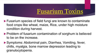 Fusarium Toxins
 Fusarium species of field fungi are known to contaminate
food crops like wheat, maize, Rice, under high moisture
condition during harvest.
 Problem of fusarium contamination of sorghum is believed
to be on the increase.
 Symptoms: Abdominal pain, Diarrhea, Vomiting, fever,
chills, myalgia, bone marrow depression leading to
granulocytopenia.
 