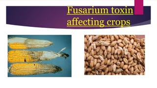 Fusarium toxin
affecting crops
 