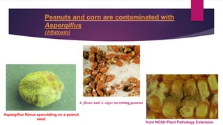 Aspergillus flavus sporulating on a peanut
seed
A. flavus and A. niger on rotting peanuts
Peanuts and corn are contaminated with
Aspergillus
(Aflatoxin)
from NCSU Plant Pathology Extension
 